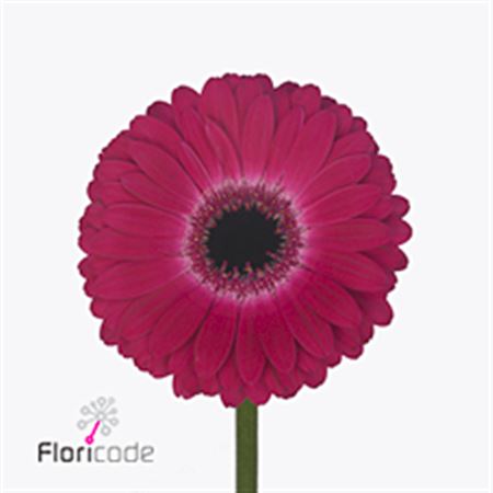Gerbera Nouveau Riche (Гербера Нувиау Рише)