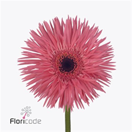 Gerbera Pink Springs (Гербера Пинк Спрингс)