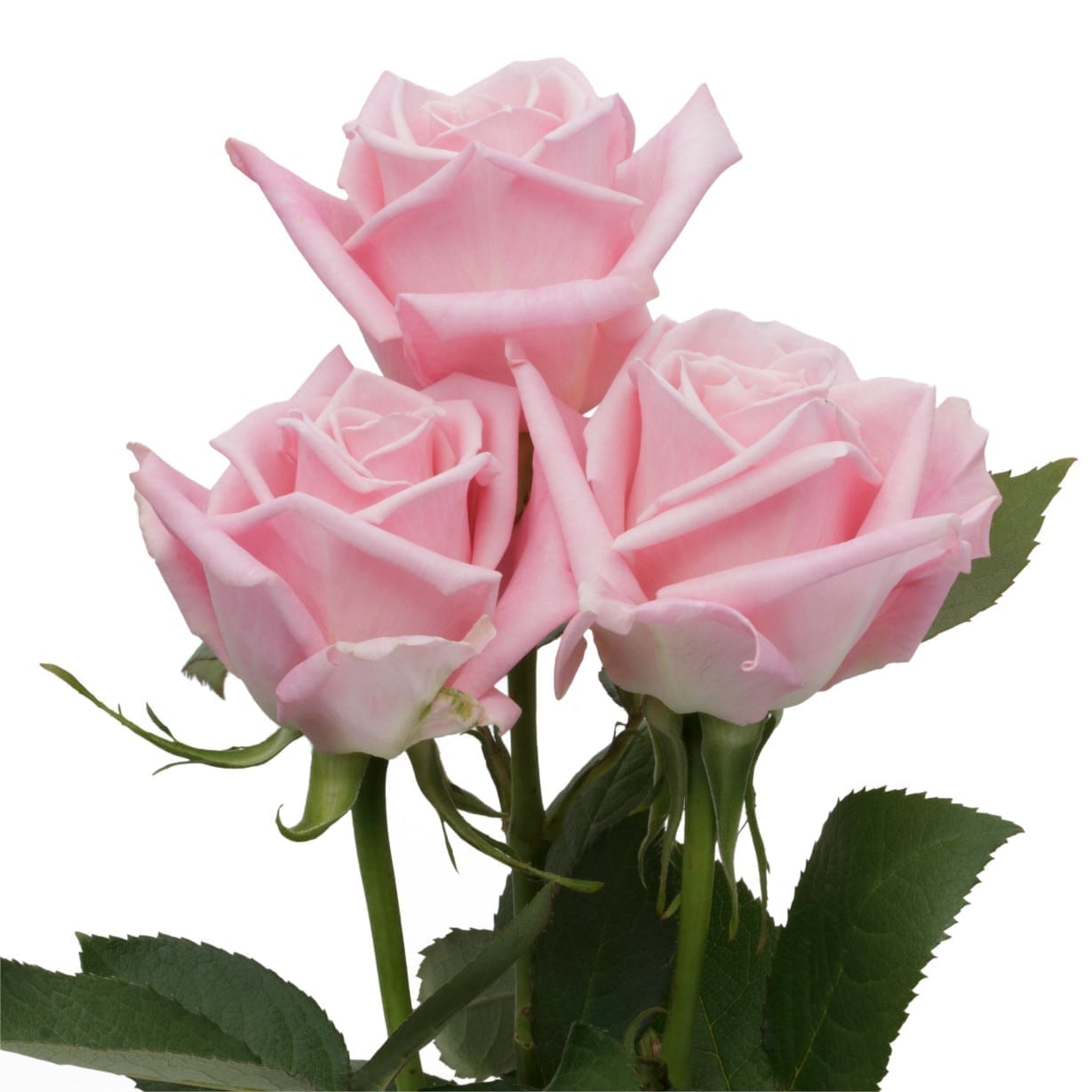 Rosa Gr Hot Escimo ( Хот Ескимо ) В60 Rosa Prima