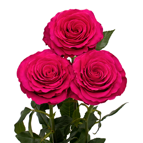 Rosa Gr Hotspot ( Хот спот ) В60 Rosa Prima