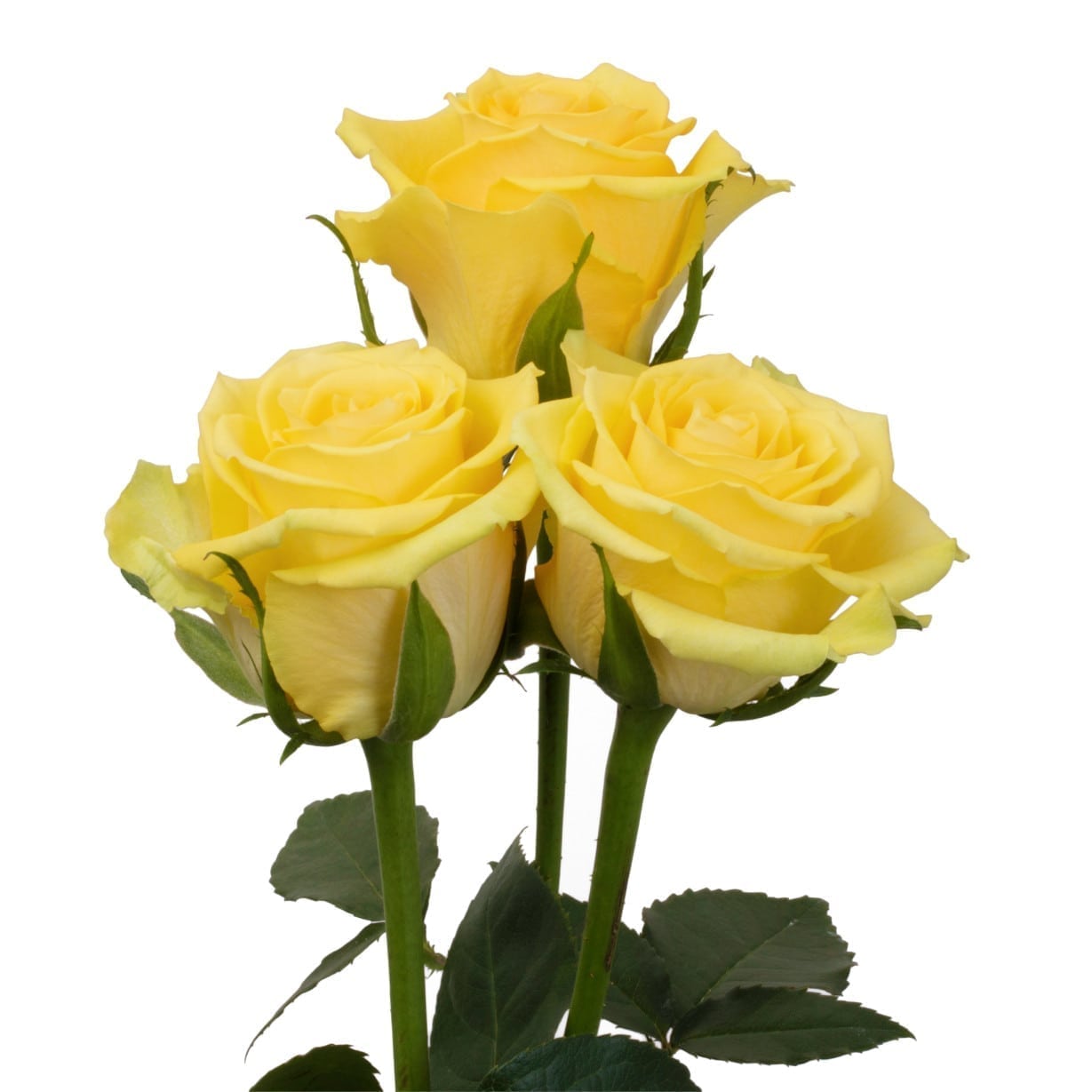 Rosa Gr Idole ( Идоле ) В60 Rosa Prima