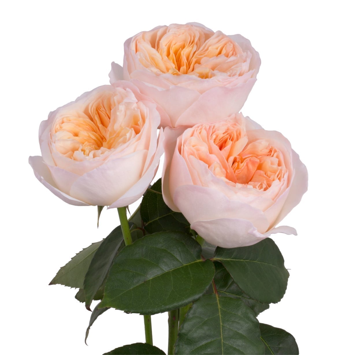 Rosa Gr Juliet ( Джульет ) В60 Rosa Prima