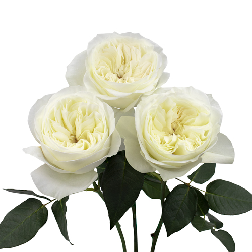 Rosa Gr Leonora ( Леонора ) В60 Rosa Prima