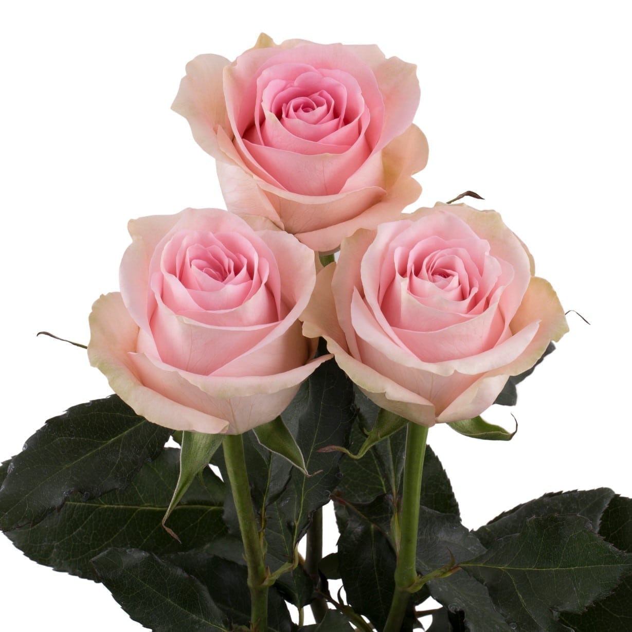 Rosa Gr Luciano ( Луциано ) В60 Rosa Prima