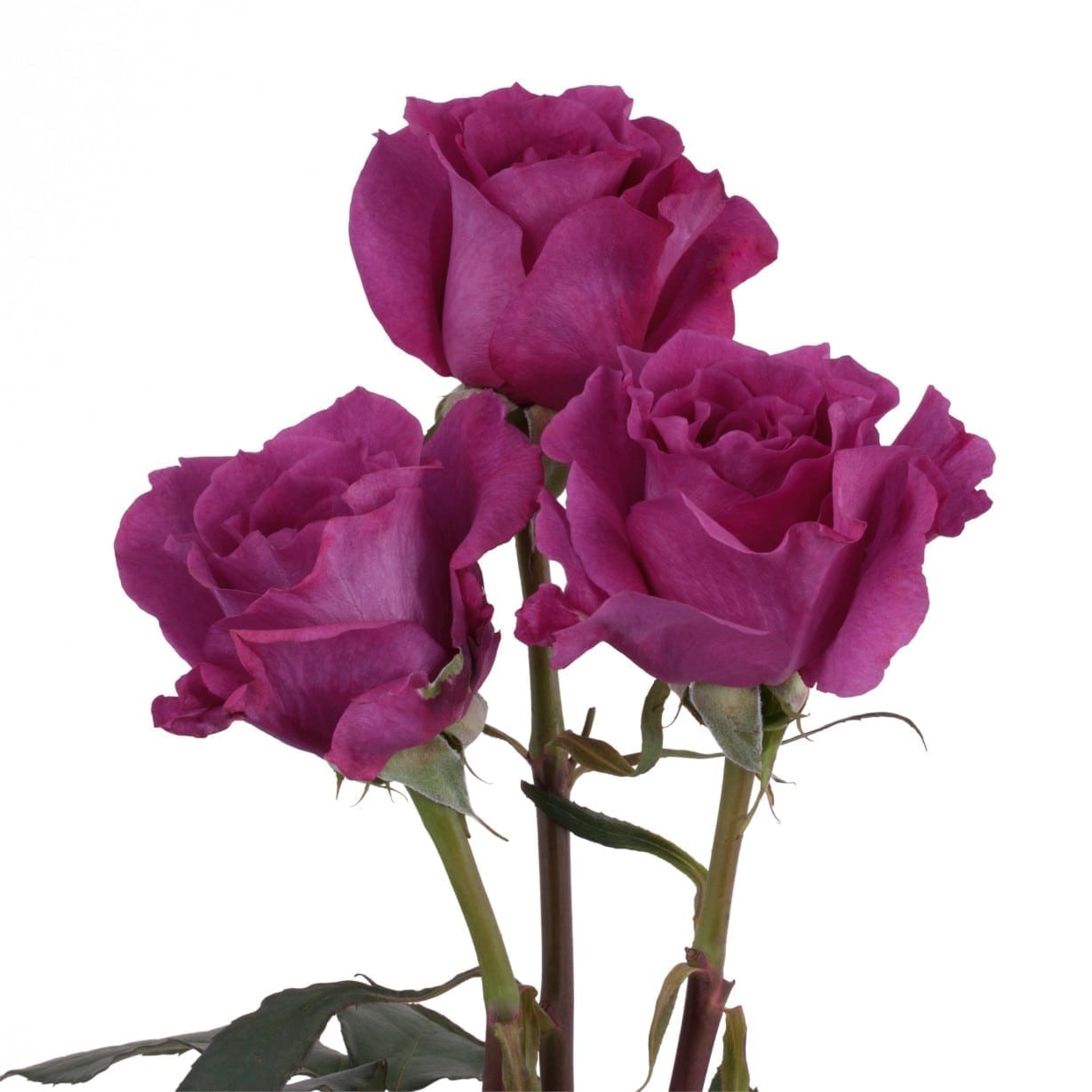 Rosa Gr Mamy Blue ( Майби Блу ) В60 Rosa Prima