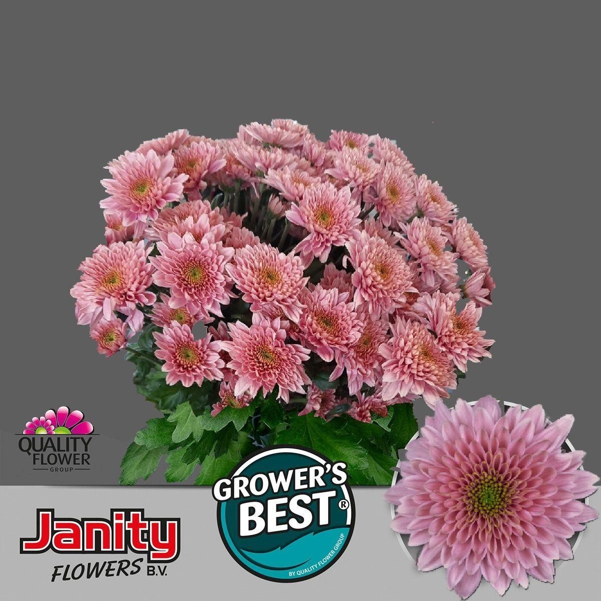 Chrys tr Sorbet Berry (Хриз кусть Сорбет Берри) В70