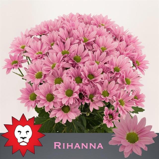 Chrys. tr. Rihanna (Хриз куст. Рианна) В70