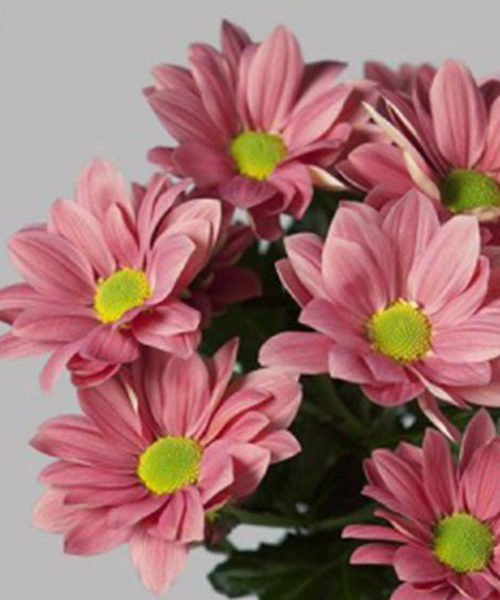 Chrys. tr. Grand Cherry (Хриз. куст. Гранд Черри) В70