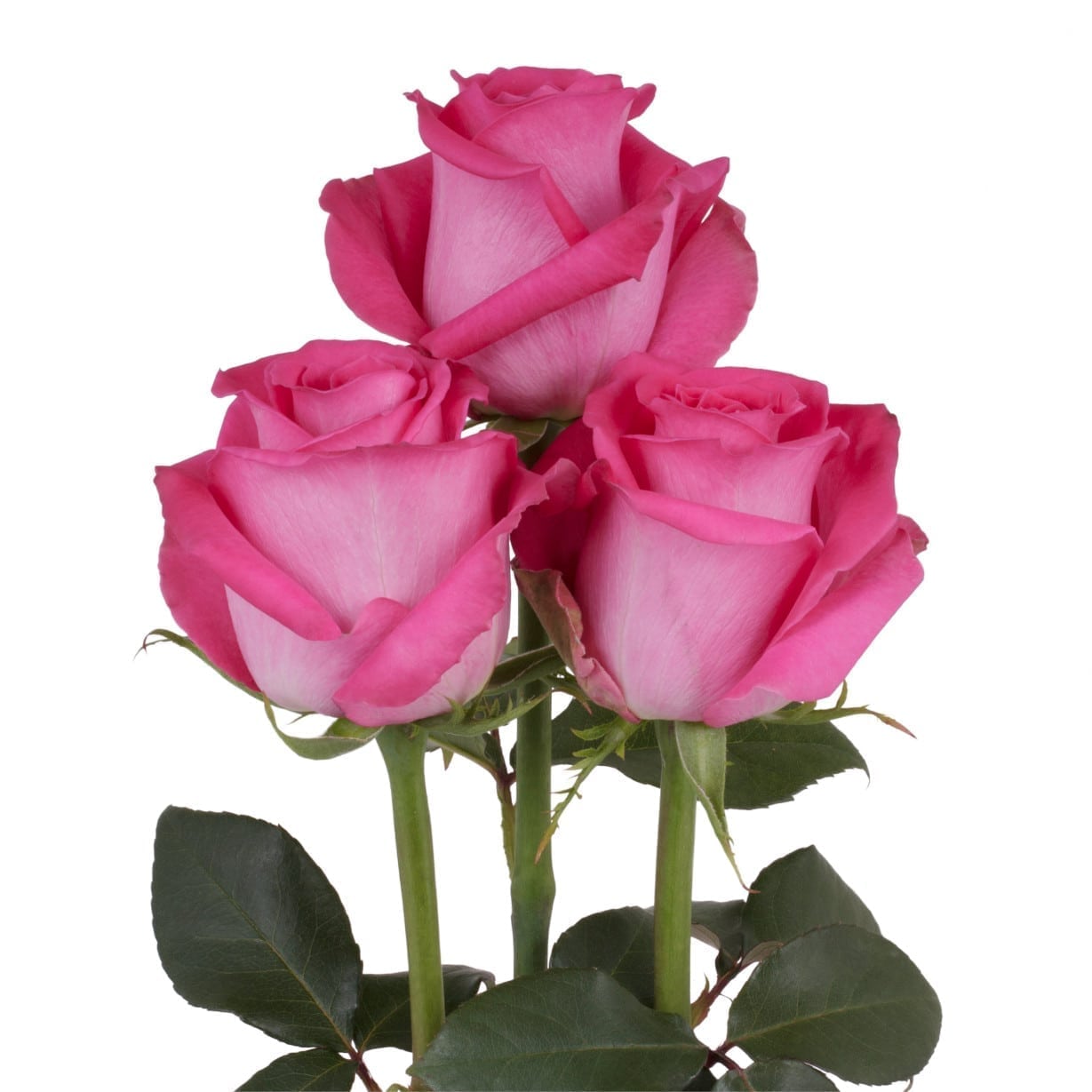 Rosa Gr Topaz ( Топаз ) В70 Terra Pacific