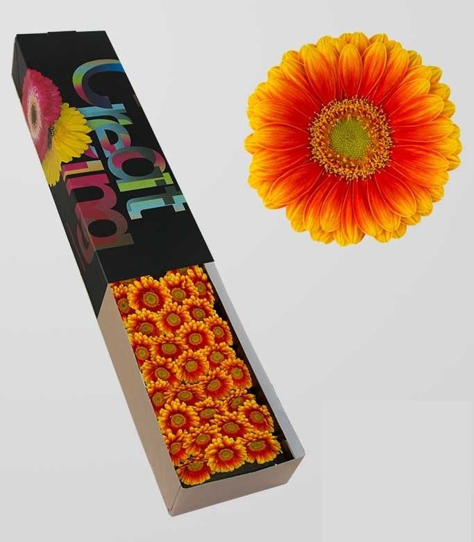 Gerbera mini Anita (Гербера мини Анита) В50