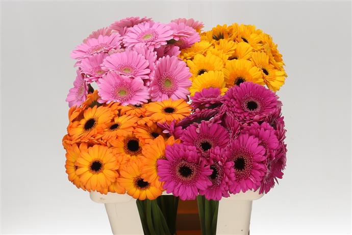 Gerbera mix (Гербера микс)