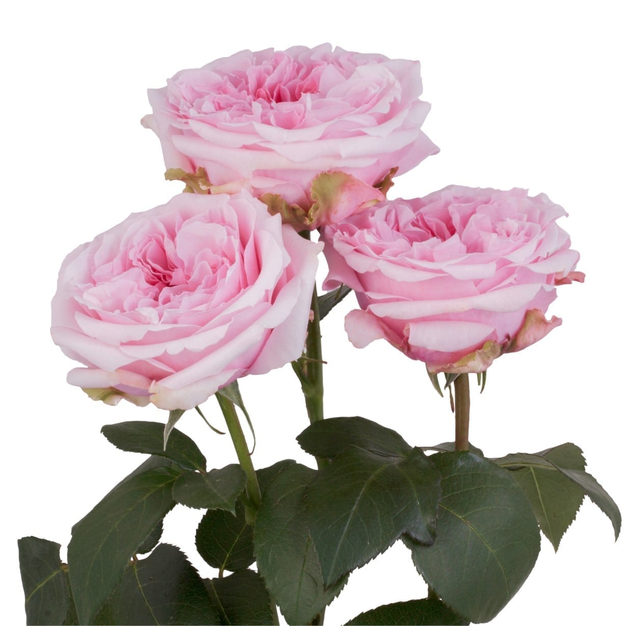 Rosa Gr Miranda ( Миранда ) В60 Rosa Prima