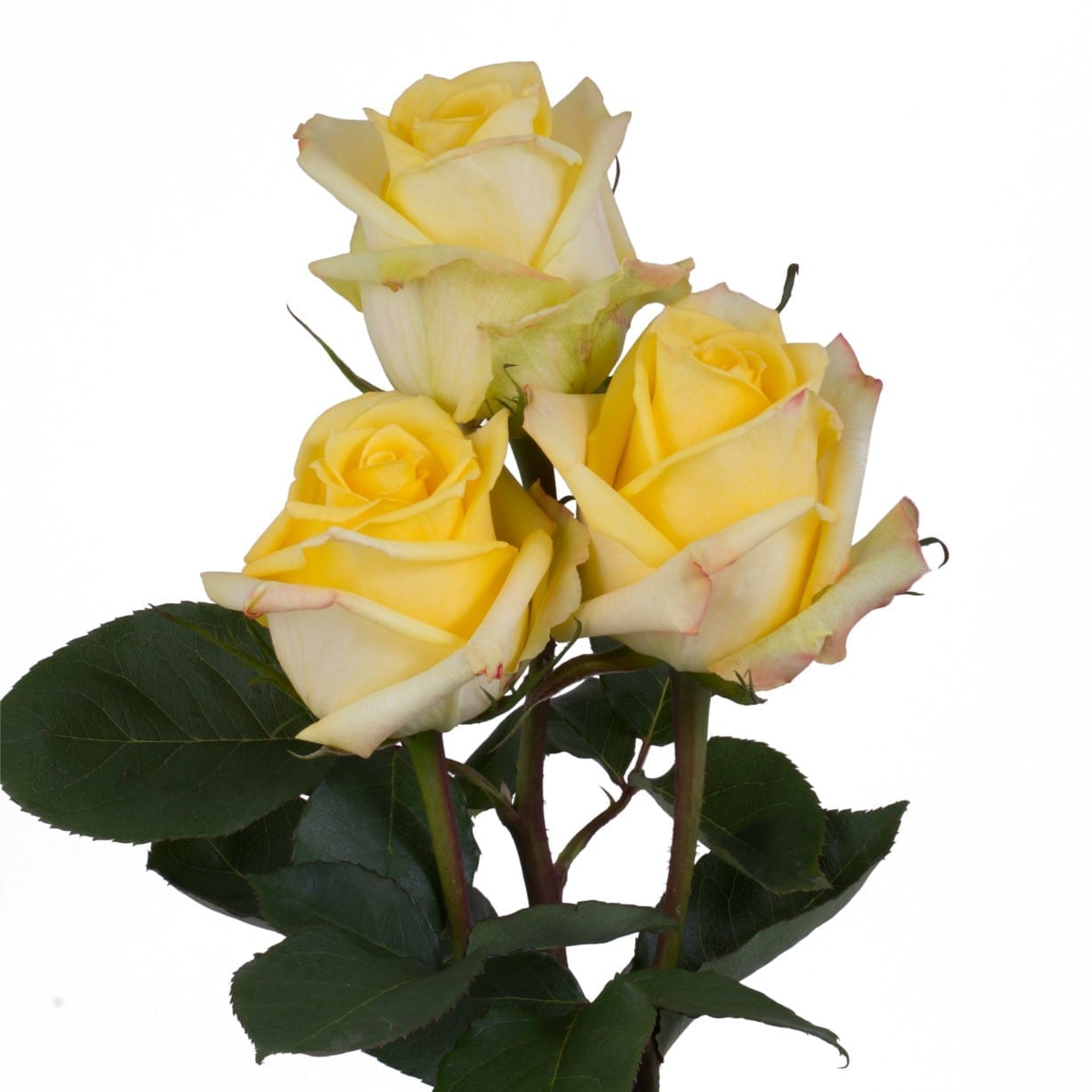 Rosa Gr Mohana ( Мохана ) В60 Rosa Prima