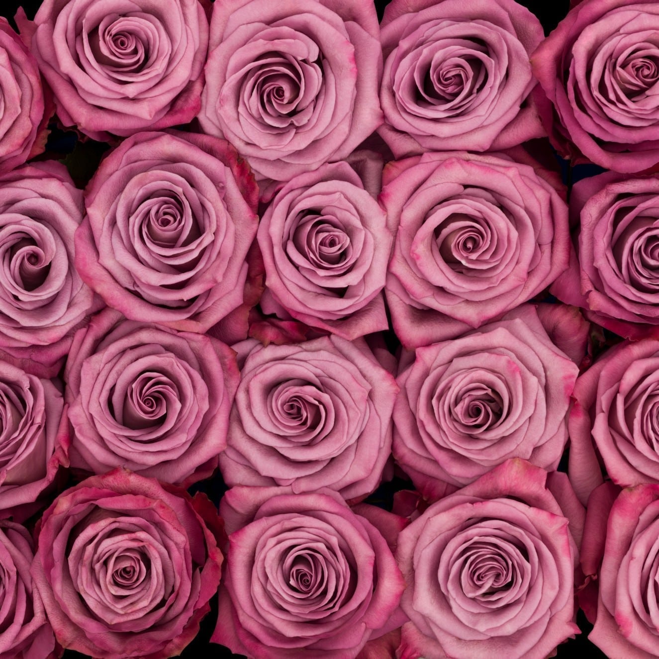 Rosa Gr Moody Blues ( Мооби Блю ) В60 Rosa Prima