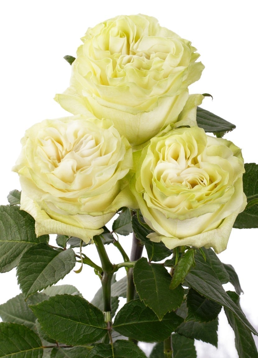 Rosa Gr Moonstone ( Мунстоне ) В60 Rosa Prima