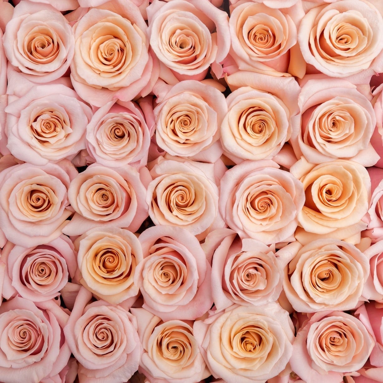 Rosa Gr Mother of Pearl ( Мазер оф Пеарл ) В60 Rosa Prima