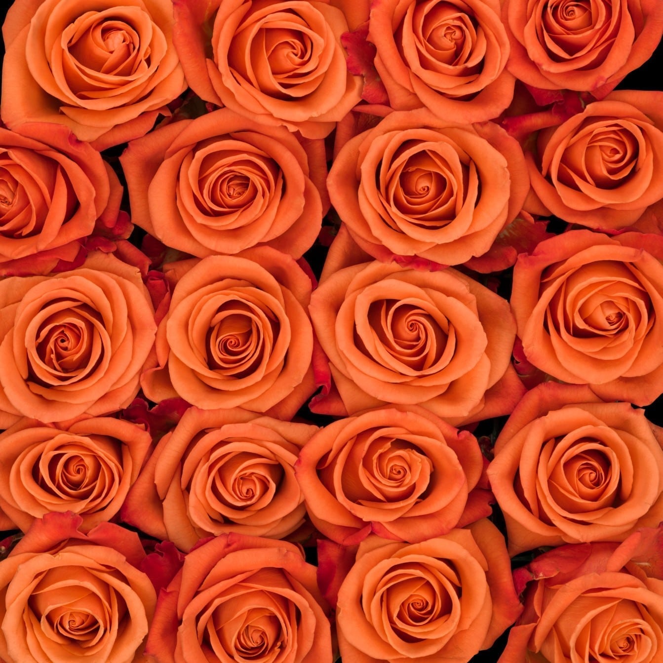 Rosa Gr Orange Crush ( Орандж Краш ) В60 Rosa Prima