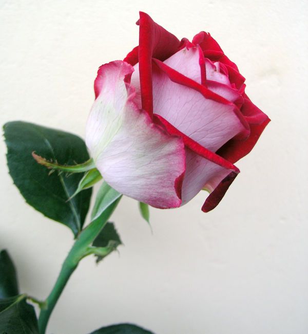 Rosa Gr Luxor (Роза Люксор) В70 Армения