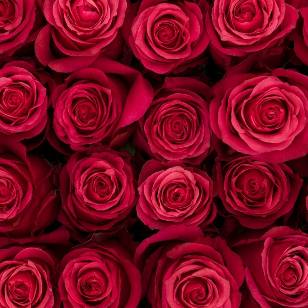 Rosa Gr Cherry O ( Черри О ) В50 SUNSET VALLEY