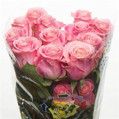 Rose Hermosa (Роза Хермоса) B80 Piaveri