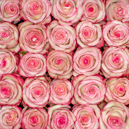 Rosa Gr Paloma ( Палома ) В60 Rosa Prima