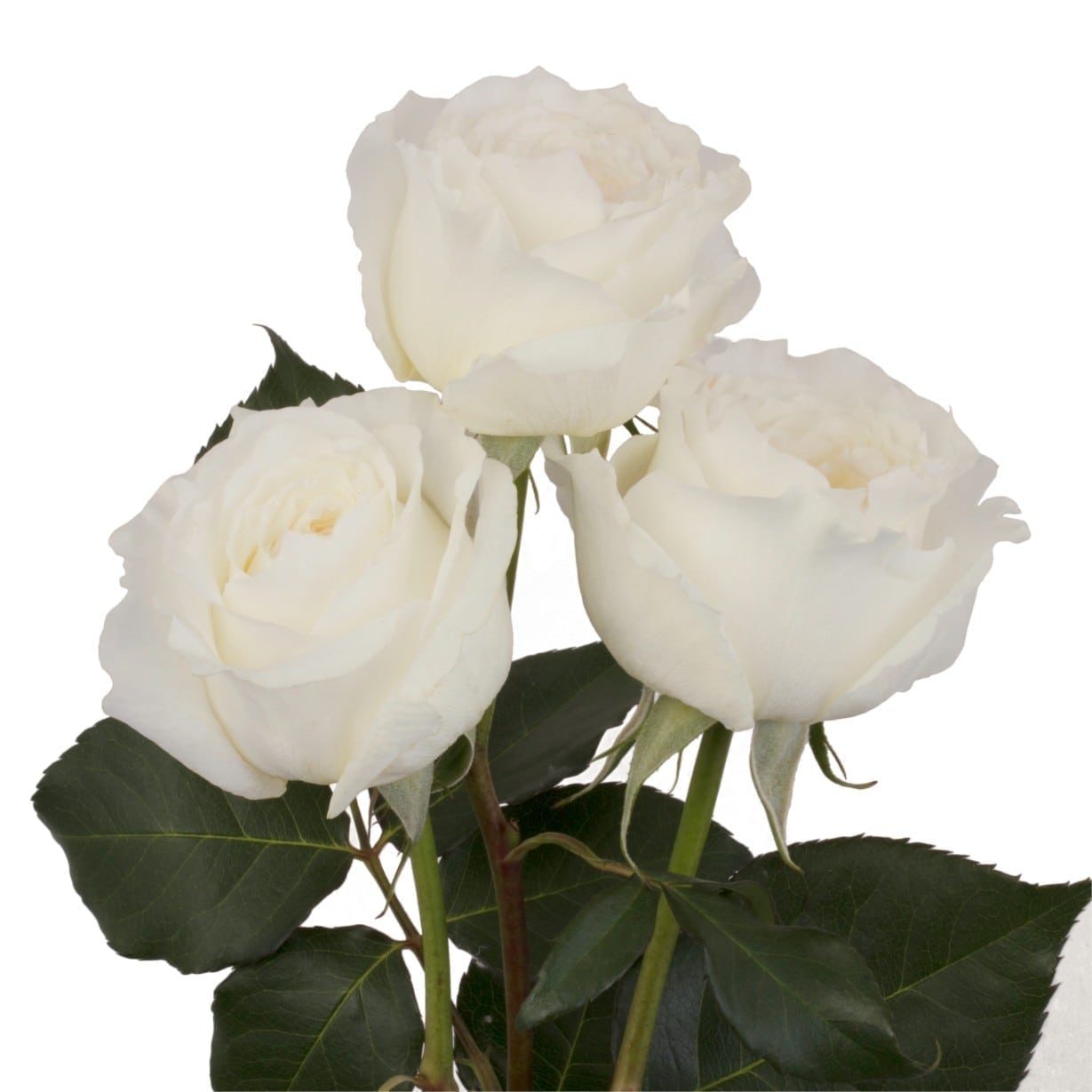 Rosa Gr Patience ( Патиенце ) В60 Rosa Prima