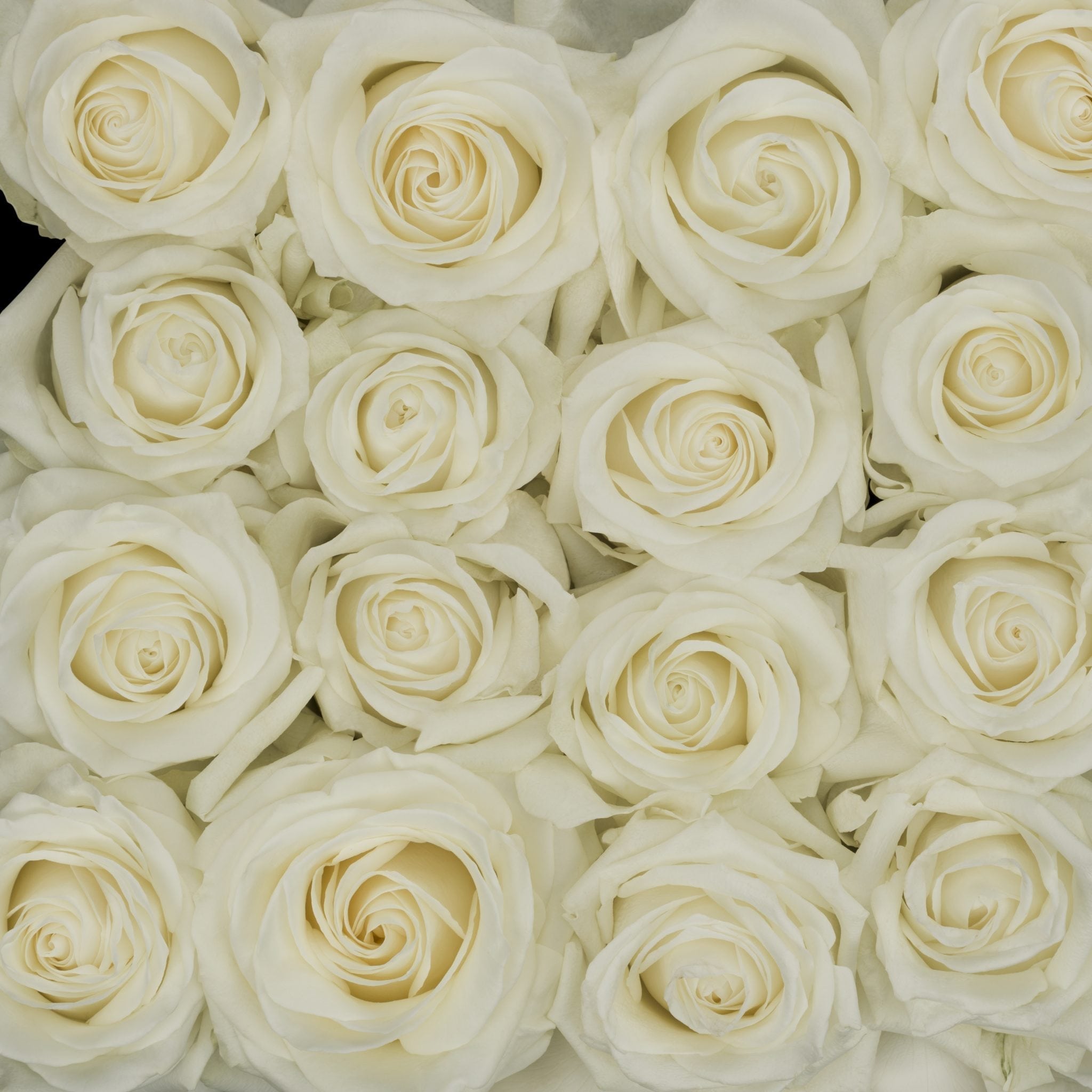 Rosa Gr Polar Star ( Полар Стар ) В60 Rosa Prima