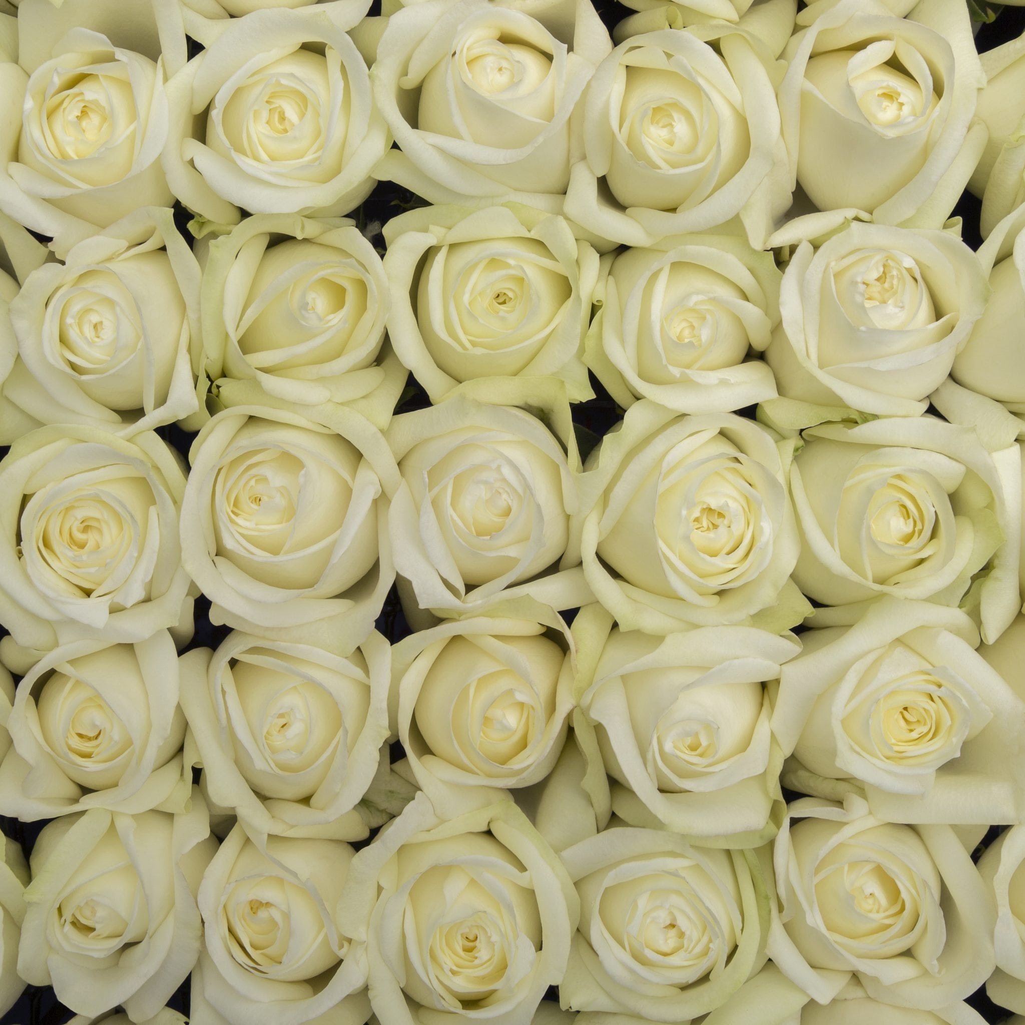 Rosa Gr Polo ( Поло ) В60 Rosa Prima