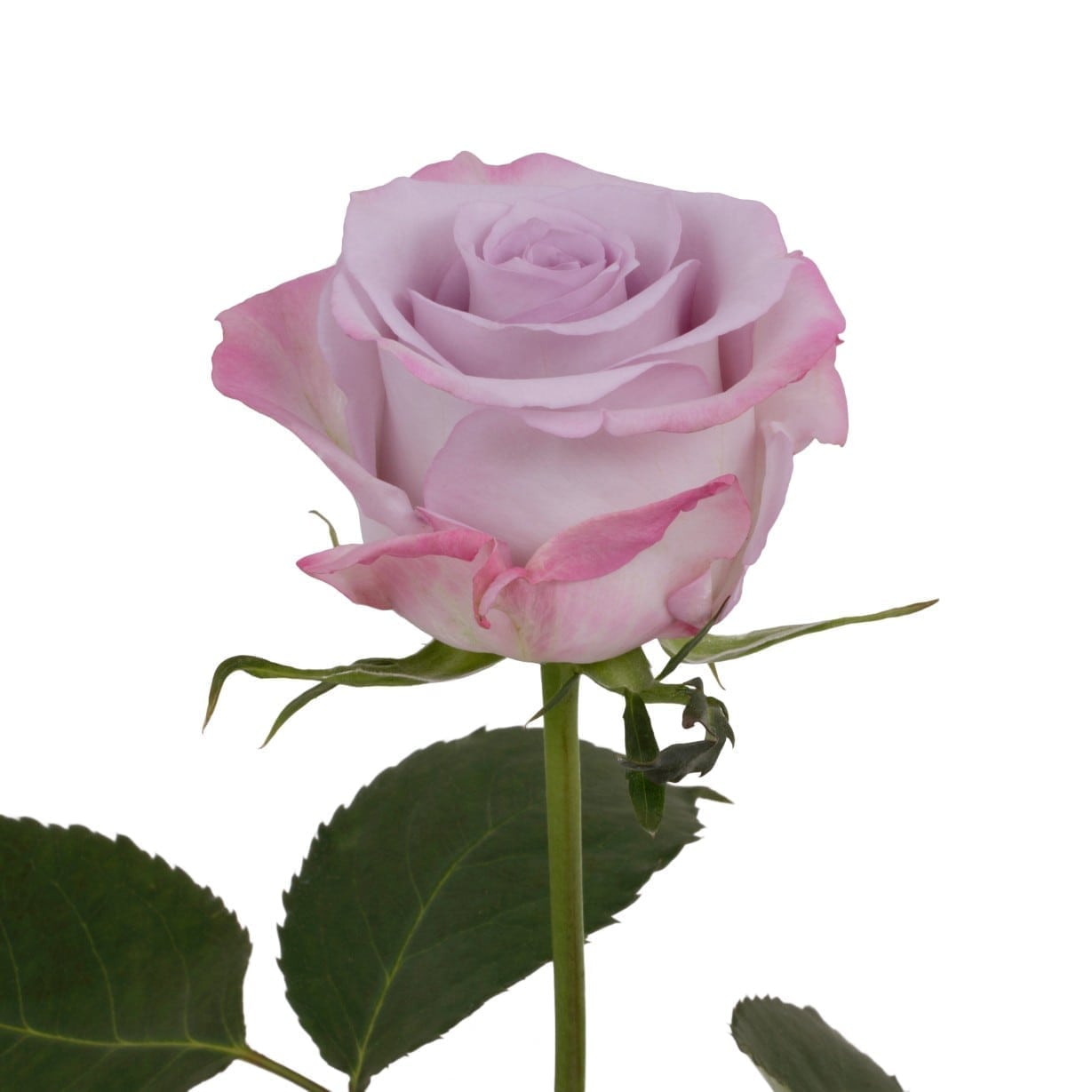 Rosa Gr Purple Haze ( Пурпле Хазе ) В60 Rosa Prima