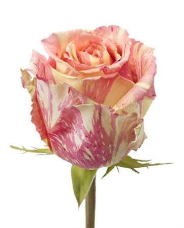 Rosa Gr Fiesta (Роза Гр Фиеста) В70