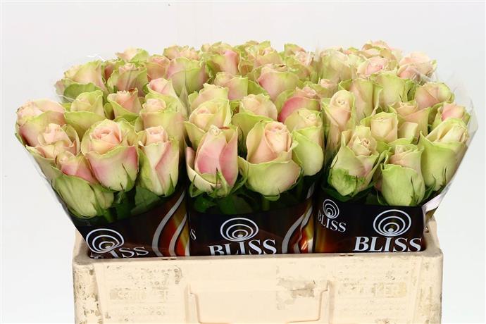 Rosa Gr La Belle (Роза Гр Ла Белль) В50