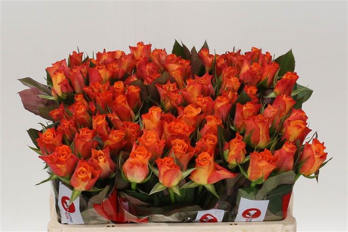 Rosa Gr Mariyo! (Роза Гр Марио!) В70