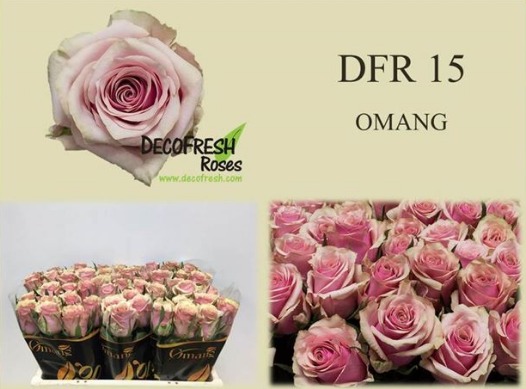 Rosa gr New Sample15 (Роза Гр Нью Семпл15) В60