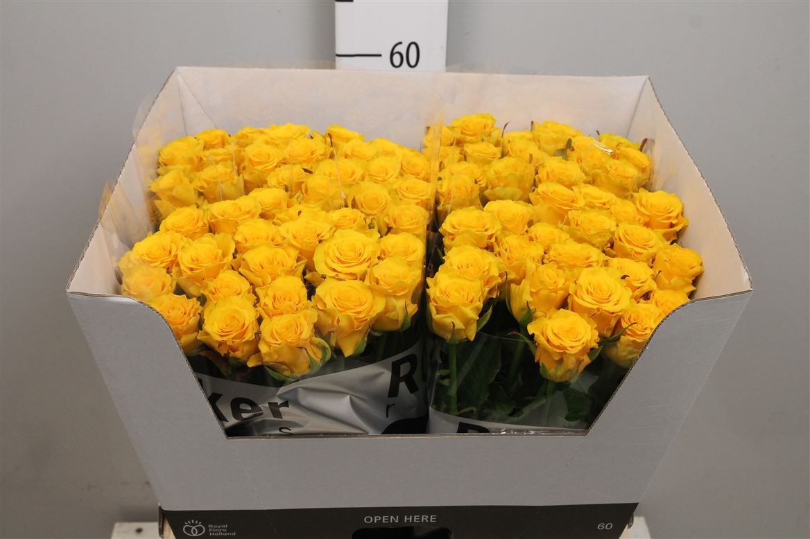 Rosa Gr Sphinx Gold (Роза Гр Сфинкс Голд) В50