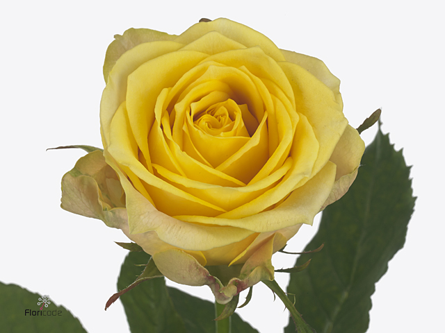 Rosa gr Summershine (Роза Гр Саммершайн) В60
