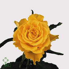 Rosa Gr Sphinx (Роза Гр Сфинкс) В60