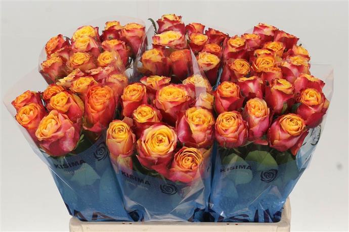 Rosa Hurricane (Роза Хюррикан) В50