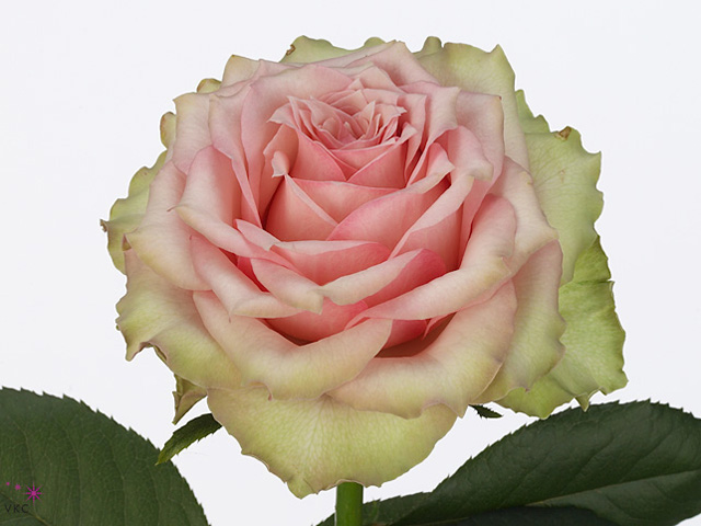 Rosa Gr Dreamland (Роза Гр Дримленд) В60