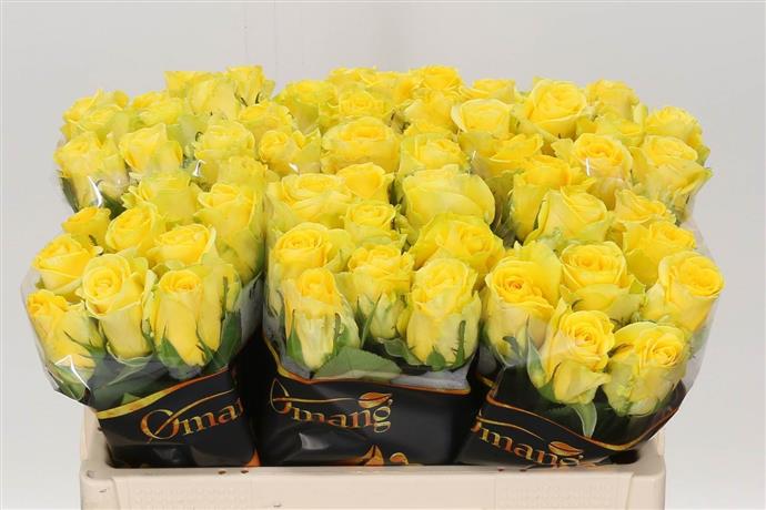 Rosa Gr Penny Lane (Роза Гр Пенни Лэйн)В60