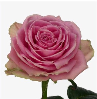 Rosa Gr Wham (Роза Гр Вхам ) В60
