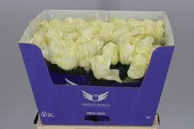 Rosa Gr Avalanche Arend (Роза Гр Аваланж Аренд) В80