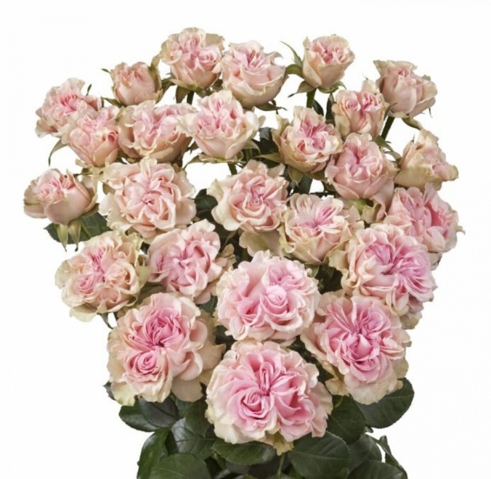 Rosa Tr Sweet Flow (Роза Свит Флоу) В60 ROSE HIL