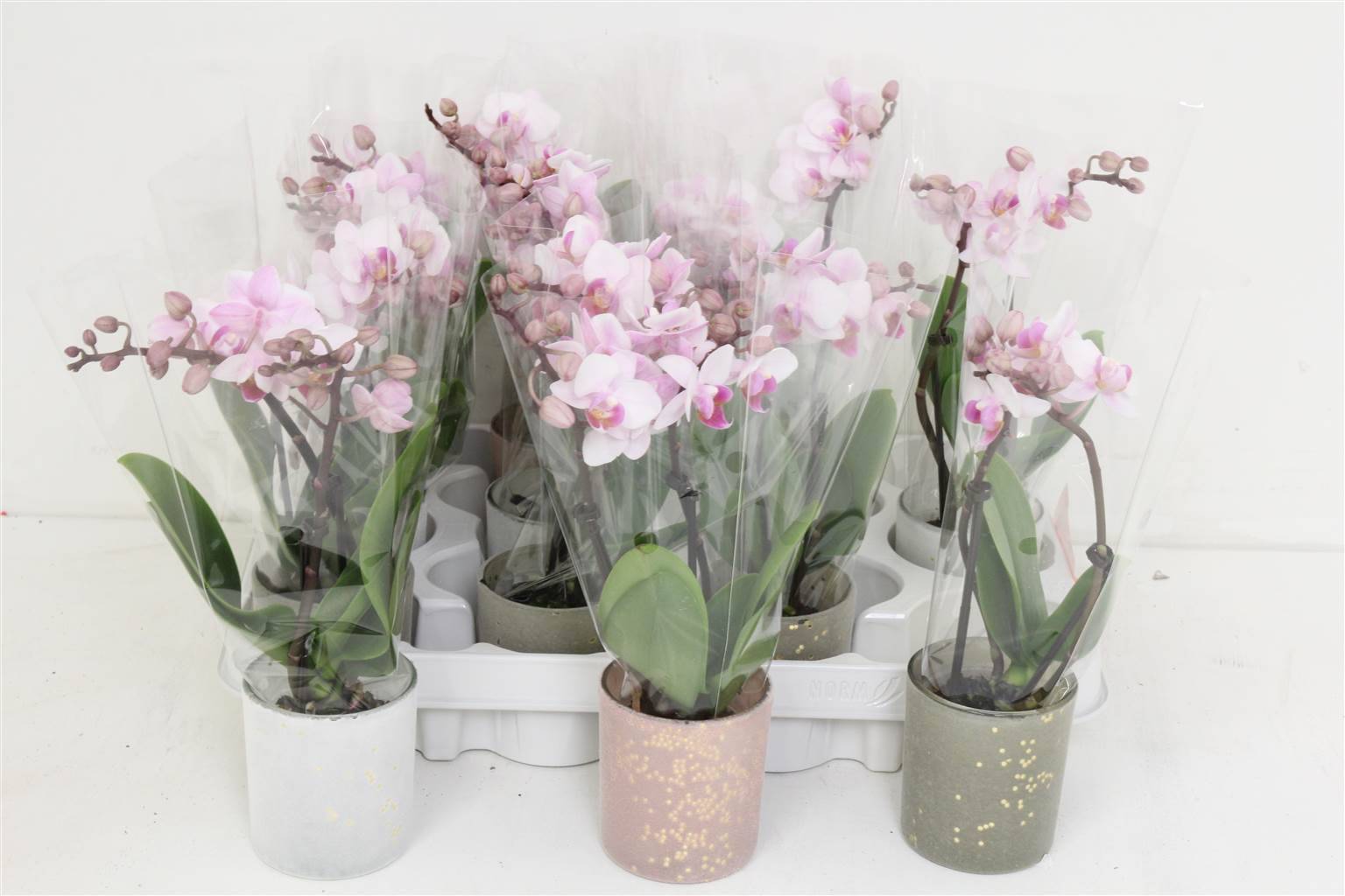 Фаленопсис Мини 2 стебля Керамический ( Phalaenopsis Mini 2 stem Ceramique ) W 6 см H 20 см