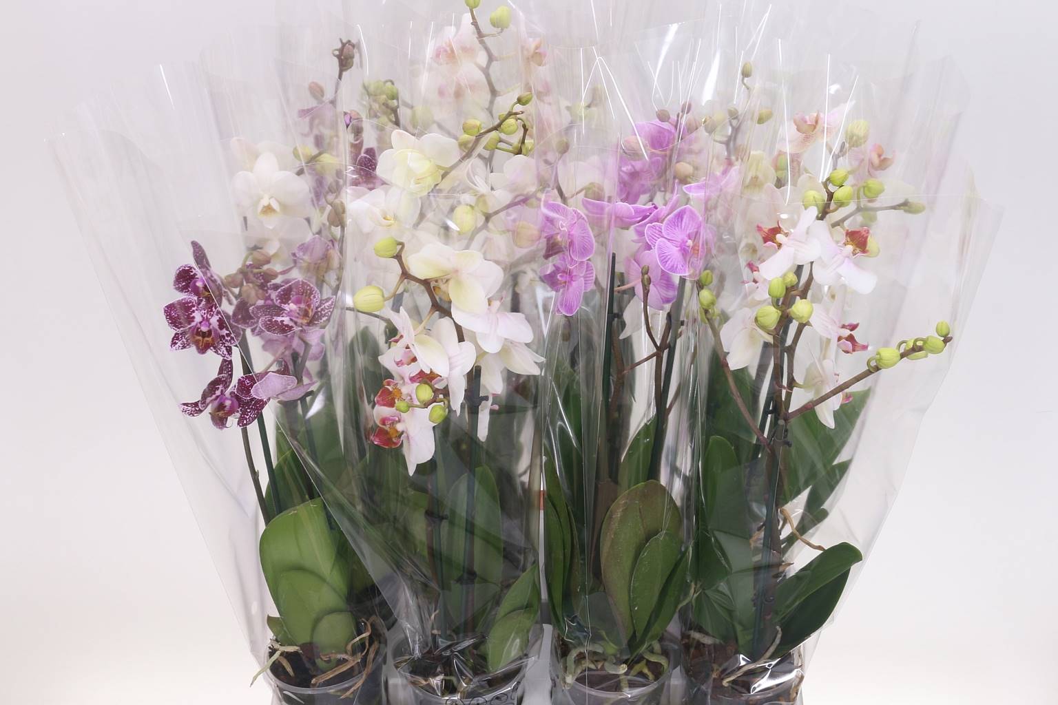 Фаленопсис мультифлора Смешанная 3 Цвета 2 стебля ( Phalaenopsis Multi-flora Mixed 3 Colour 2 stem )