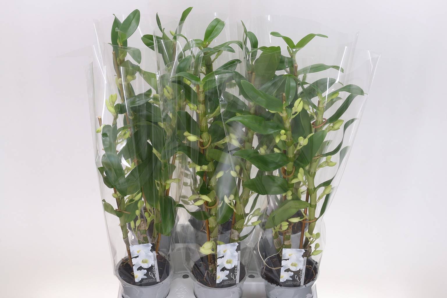Дендробиум N S C Аполлон 2 стебля ( Dendrobium N S C Apollon 2 stem ) W 12 см H 50 см