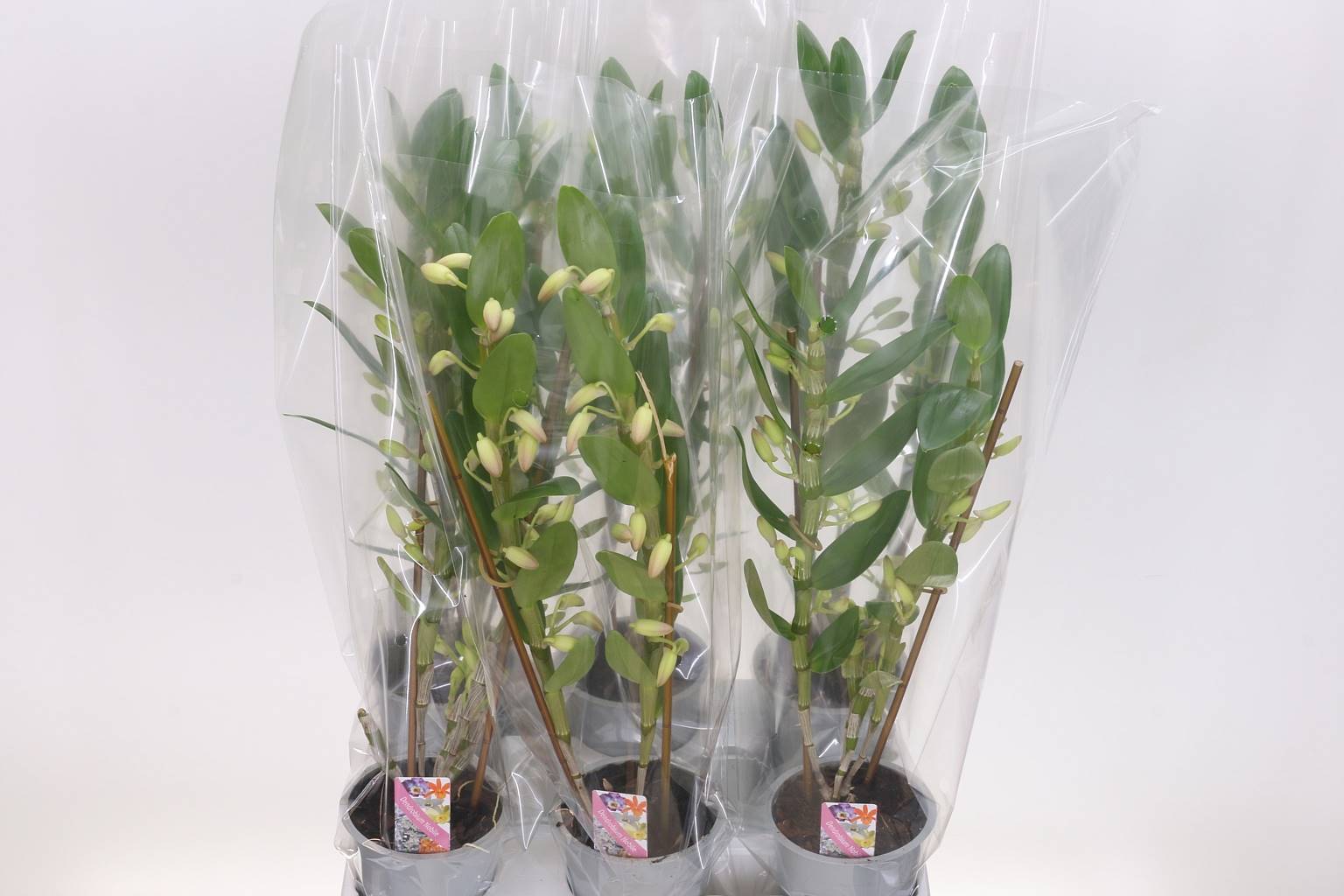 Дендробиум Нобиле Кумико 2 стебля ( Dendrobium Nobile Kumico 2 stem ) W 12 см H 55 см