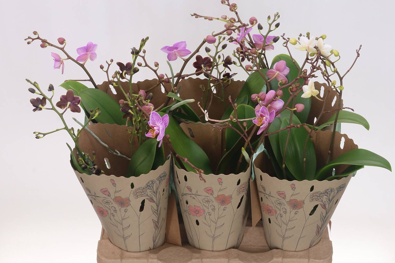Фаленопсис мультифлора Смешанный 3 стебля ( Phalaenopsis Multi-flora Mixed 3 stem ) W 12 см H 45 см