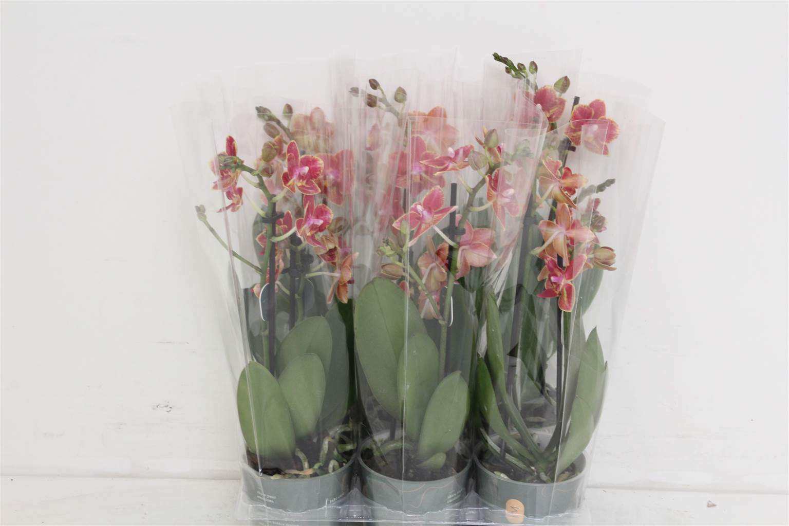 Фаленопсис мультифлора Боудион 2 стебля ( Phalaenopsis Multi-flora Bowdion 2 stem ) W 9 см H 35 см