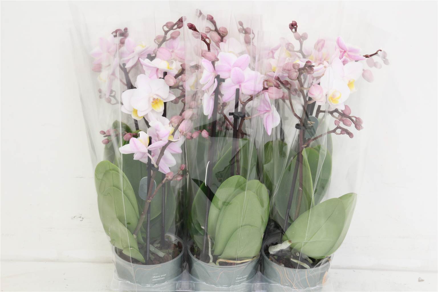 Фаленопсис мультифлора Джулия Уайт 2 стебля ( Phalaenopsis Multi-flora Julia White 2 stem ) W 9 см H