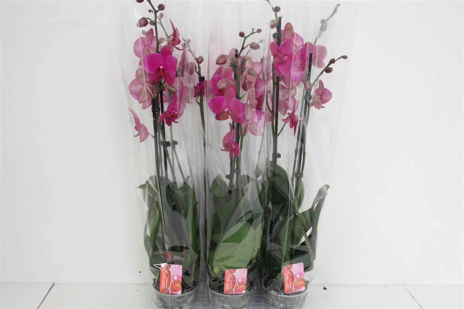 Фаленопсис Ф Вивальди 2 голоса ( Phalaenopsis F Vivaldi 2 stem ) W 12 см H 70 см
